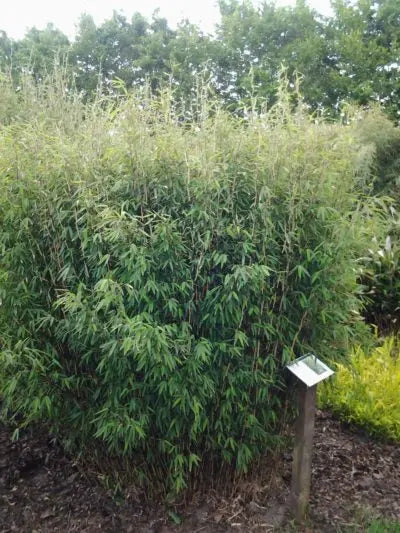 Ziergras Fargesia nitida ‚Volcano‘, XXL-Fontänen-Schirmbambus mit dichten, grünen Blättern, von Stauden Gänge.