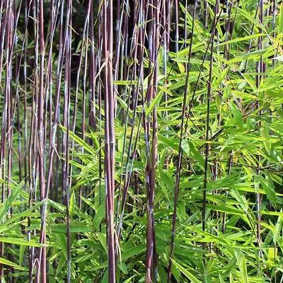 Ziergras Fargesia nitida ‚Volcano‘, Schirmbambus XXL mit dichten, grünen Blättern, Pflanze in Topf, Stauden Gänge