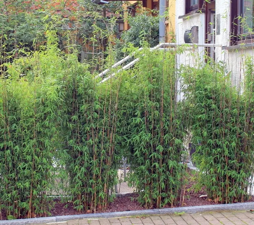 Ziergras Fargesia nitida ‚Volcano‘, XXL-Schirmbambus mit grünen Blättern, als dekoratives Gartenpflanzenbild.