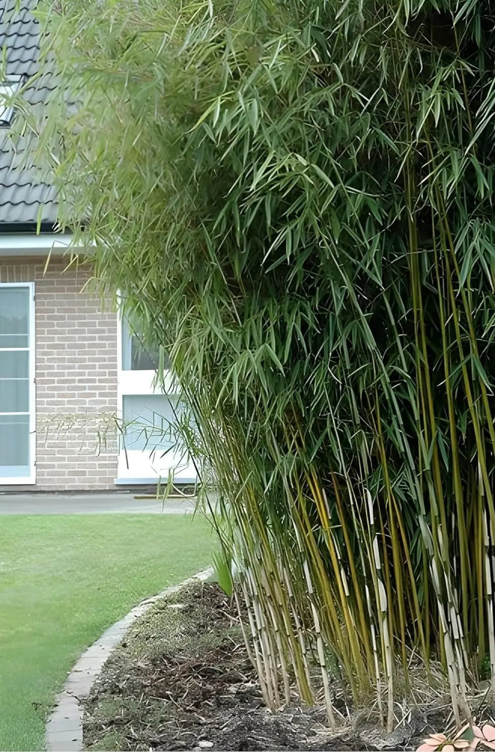 Ziergras Fargesia robusta 'Campbell' als hoher Heckenbambus, grüne Blätter, dichter Wuchs, Stauden Gänge.