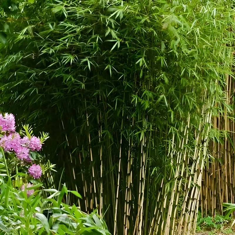 Ziergras Fargesia robusta 'Campbell' als hoher Heckenbambus, Stauden Gänge, grüner, buschiger Bambus im Garten.