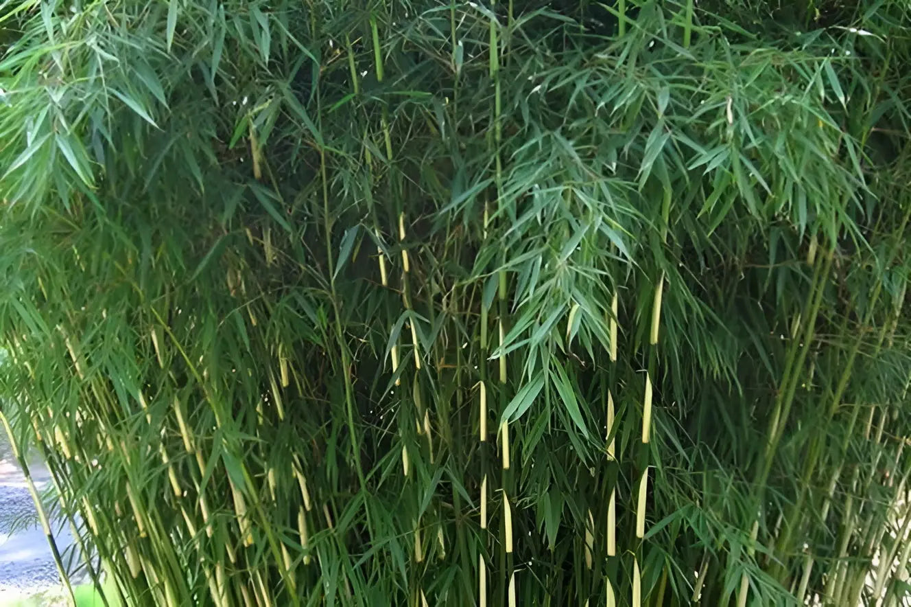 Großer Fargesia robusta 'Pingwu' Ziergras, Hoher Heckenbambus, grüne Blätter, dichter Wuchs, bei Stauden Gänge