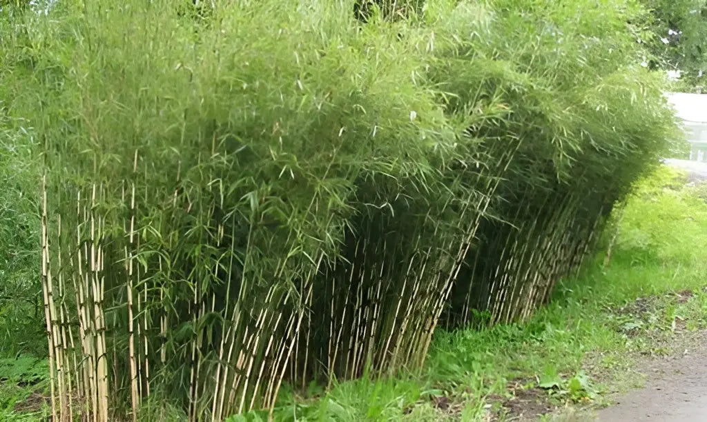 Fargesia robusta 'Pingwu', hoher Heckenbambus, Ziergras von Stauden Gänge, sichtbarer dichter Bambusstrauch im Garten.