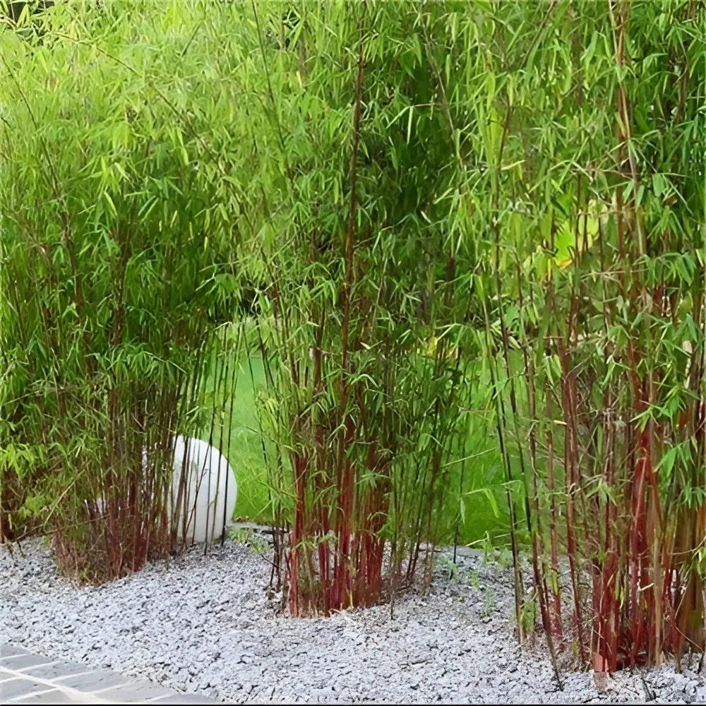Roter Bambus Fargesia scabrida 'Asian Wonder', großes Ziergras mit rotem Stängel, von Stauden Gänge, Gartenpflanze