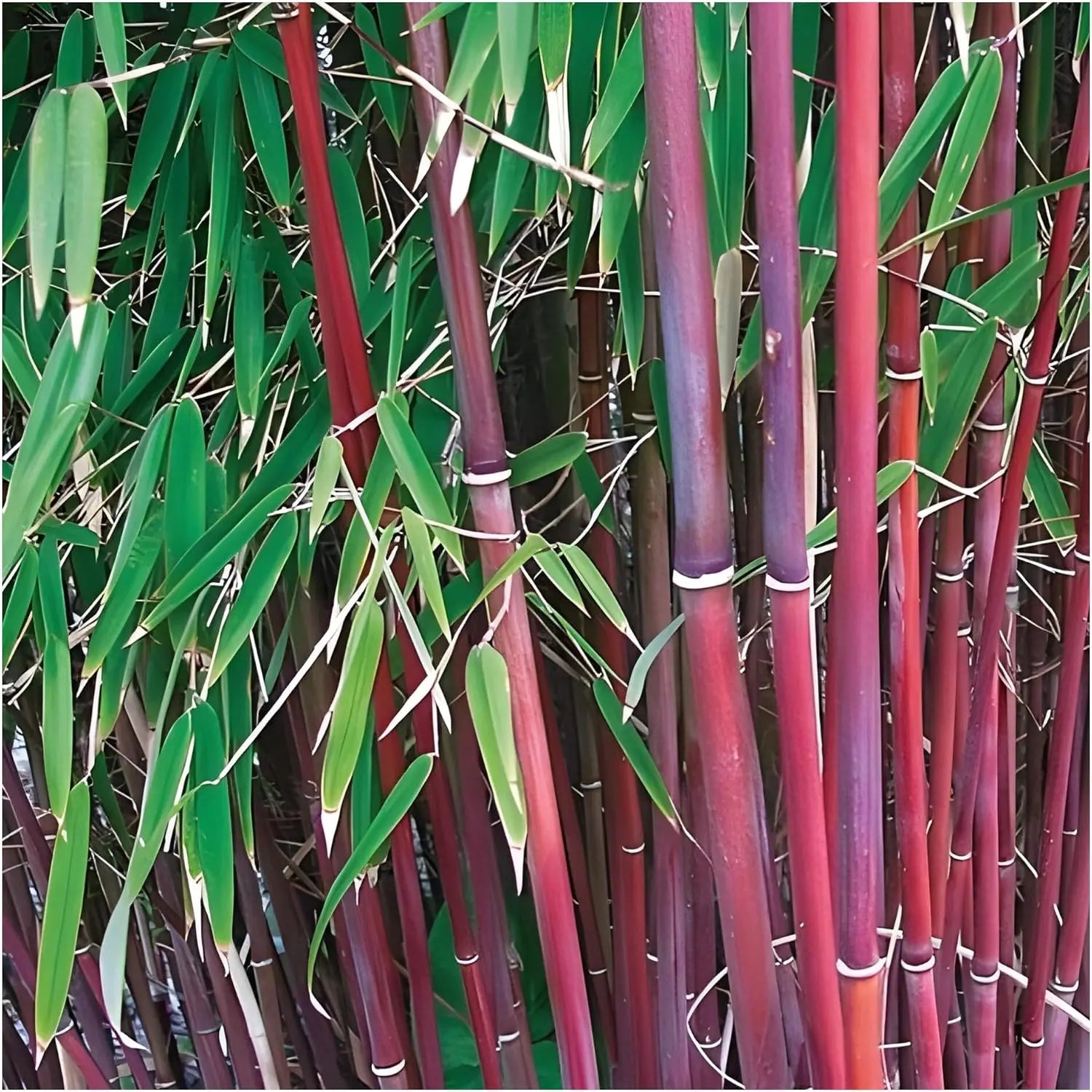 Roter Bambus Fargesia scabrida 'Asian Wonder' als Ziergras, XXL-Größe, mit grünen Blättern und rotem Stängel, von Stauden Gänge