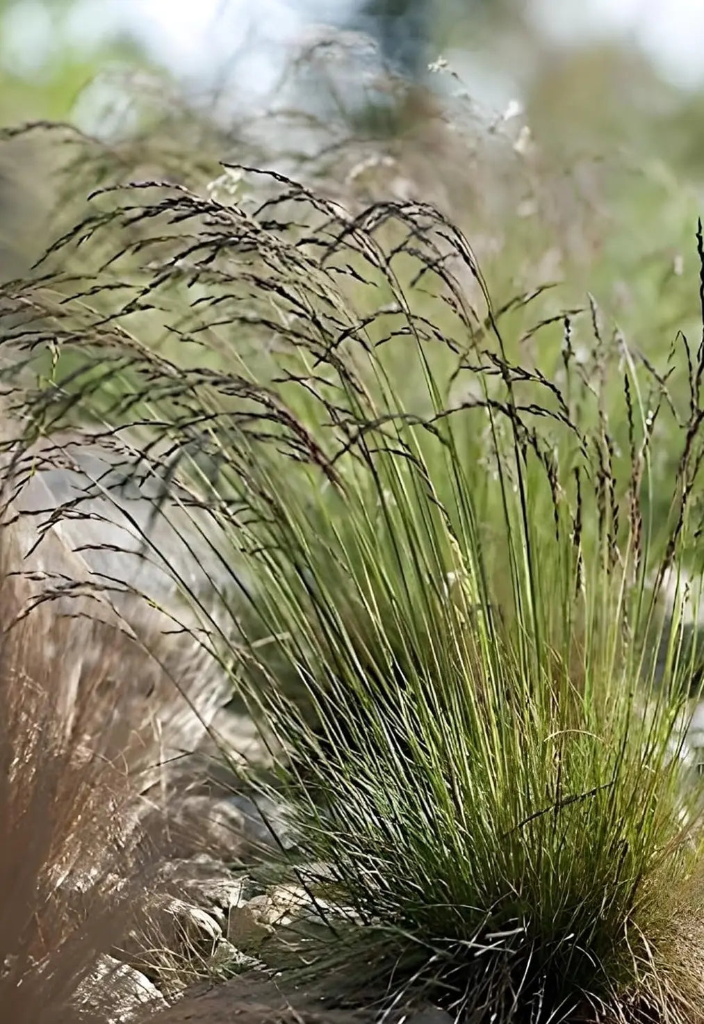Ziergras Festuca amethystina und Regenbogen-Schwingel von Stauden Gänge, grüne und lila Blätter, im Garten.