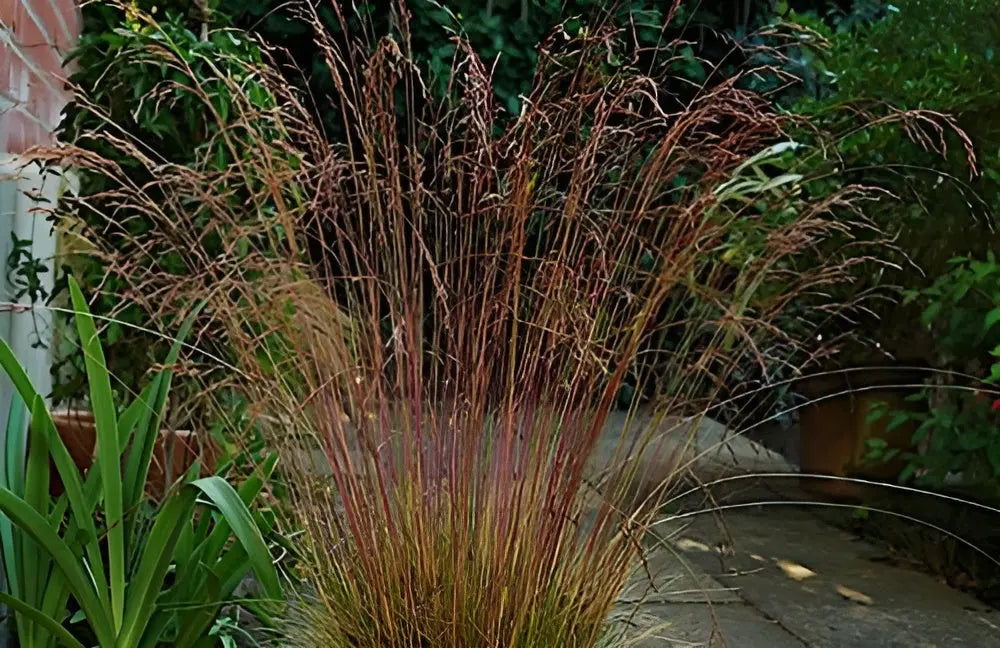 Festuca amethystina und Regenbogen-Schwingel, Ziergräser von Stauden Gänge, grüne und lila Blätter, dekoratives Gartenpflanzenbild
