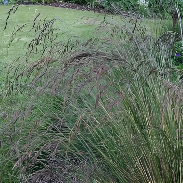 Ziergras Festuca amethystina und Regenbogen-Schwingel, grüne und lilafarbene Gräser, im Garten.