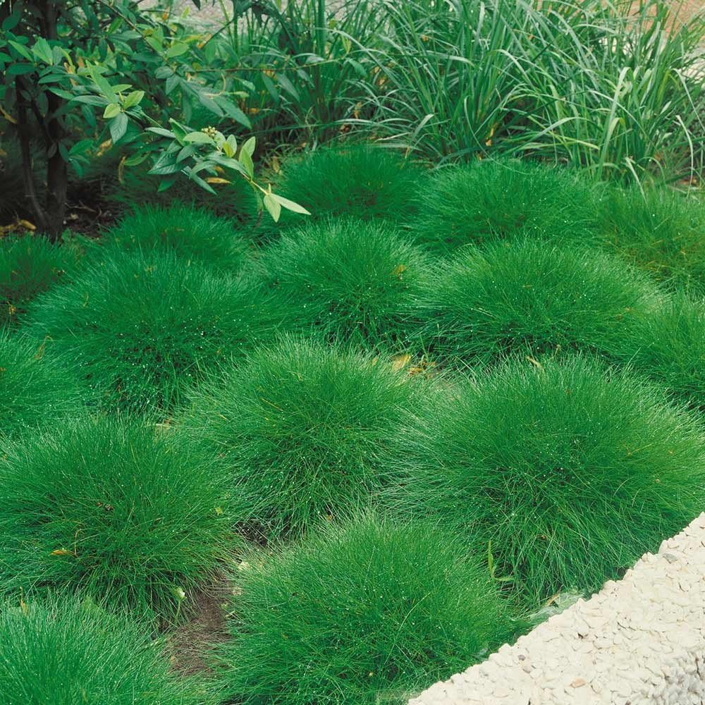 Ziergras Festuca gautieri, auch Bärenfellgras, mit grünen, dichten Blättern, wächst in einem Garten.