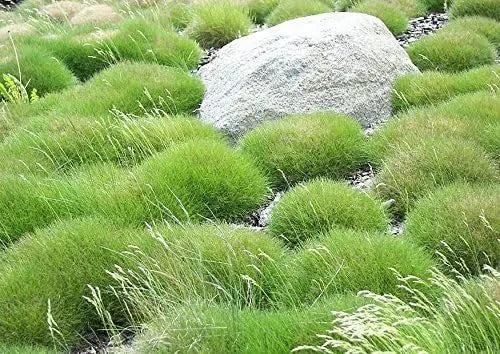 Festuca gautieri, Bärenfellgras, Ziergras von Stauden Gänge, dicht wachsend mit weichem, wolligem Laub im Garten.