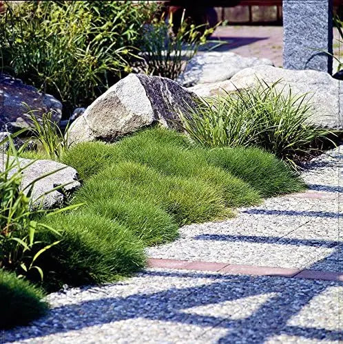 Ziergras Festuca gautieri, auch Bärenfellgras, mit grünen, nadelartigen Blättern, im Garten vor hellem Hintergrund, Stauden Gänge.