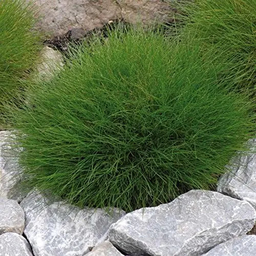 Ziergras Festuca gautieri, auch Bärenfellgras, mit dichtem, weichem Laub, von Stauden Gänge, im Garten.