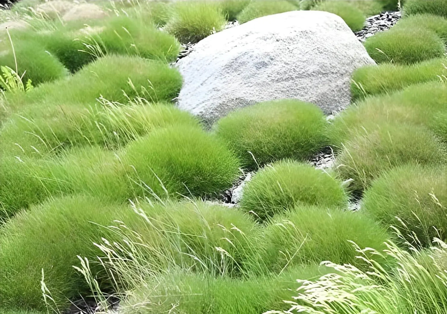 Ziergras Festuca gautieri 'Pic Carlit' von Stauden Gänge, Bärenfellgras mit foxtailartigem, weichem, dichten Laub, Nahaufnahme