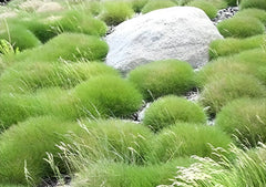 Ziergras Festuca gautieri 'Pic Carlit' von Stauden Gänge, Bärenfellgras mit foxtailartigem, weichem, dichten Laub, Nahaufnahme