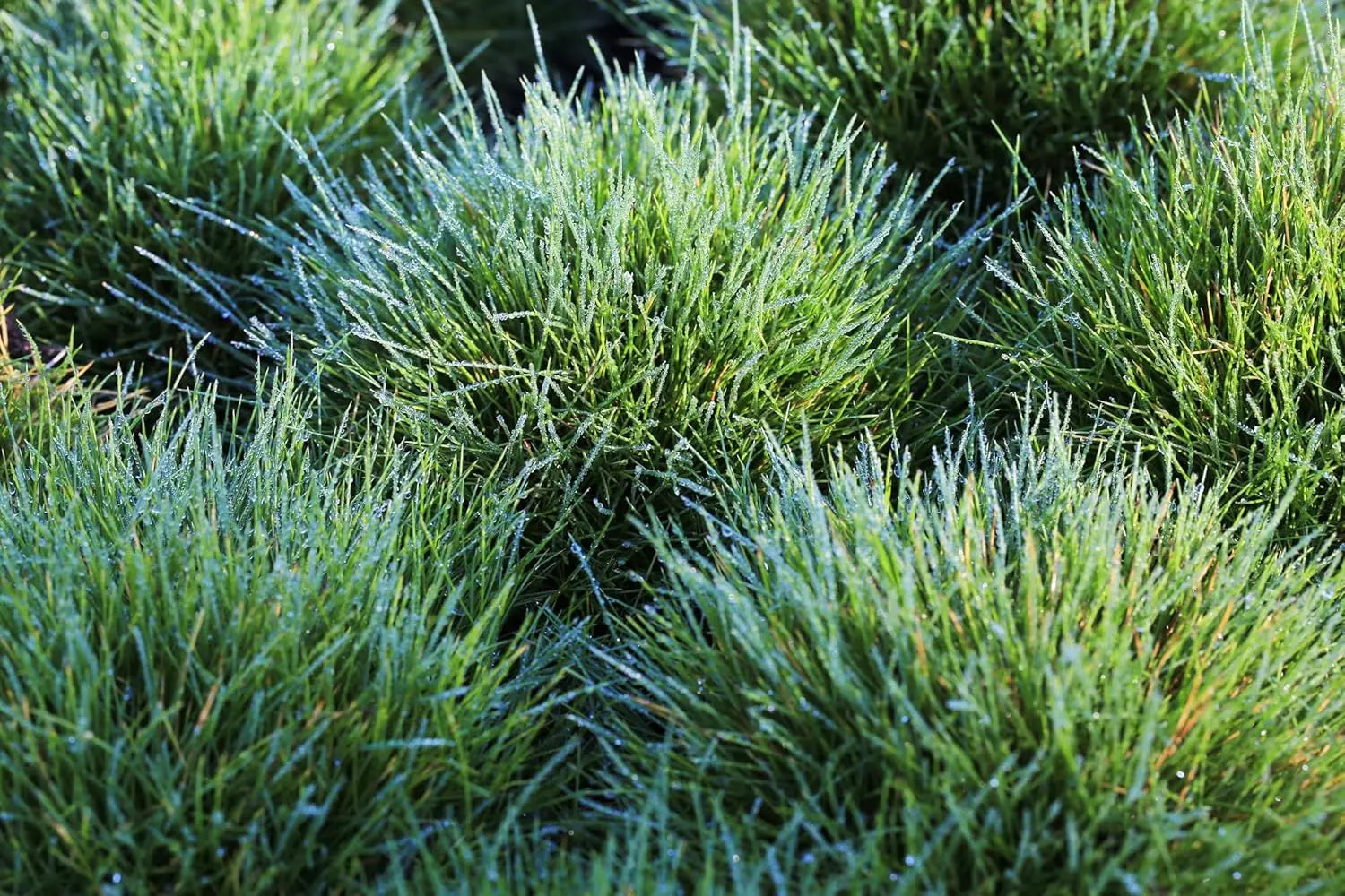 Ziergras Festuca gautieri 'Pic Carlit' von Stauden Gänge, Bärenfellgras mit silbrigen, dichten Halmen, im Garten.