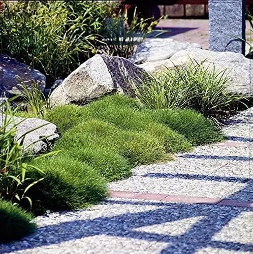 Ziergras Festuca gautieri 'Pic Carlit' von Stauden Gänge mit grünen, dichten Bärenfellgras-Ähren, nahes Detail.