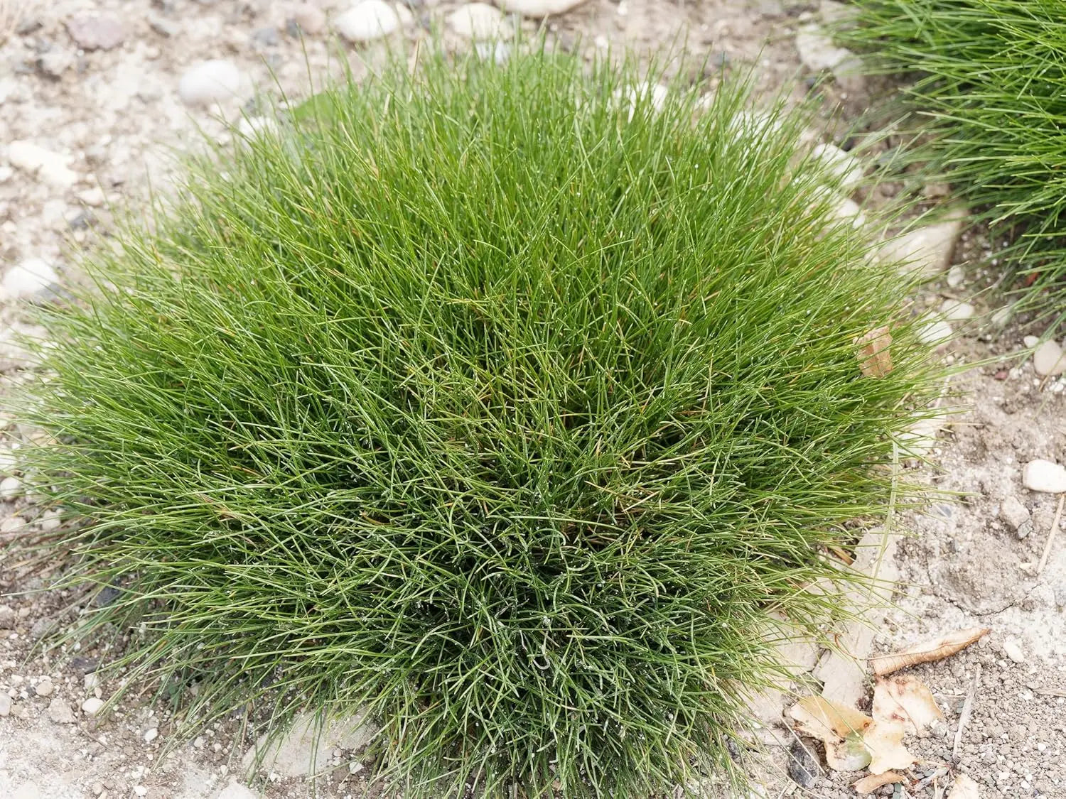 Ziergras Festuca gautieri 'Pic Carlit' vom Hersteller Stauden Gänge, dichtes Bärenfellgras mit grünen, weichen Halmen.