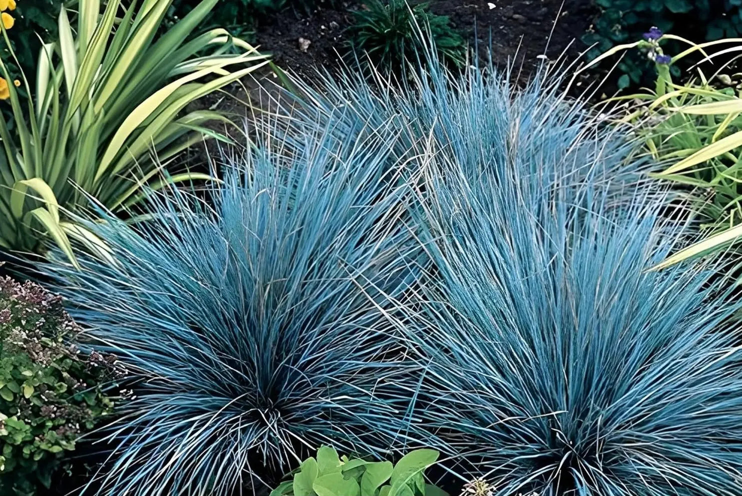 Blauschwingel Festuca glauca ‚Azurit‘, Ziergras von Stauden Gänge, grüne und blaue Blätter, im Gartenboden wachsend