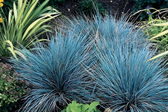 Blauschwingel Festuca glauca ‚Azurit‘, Ziergras von Stauden Gänge, grüne und blaue Blätter, im Gartenboden wachsend