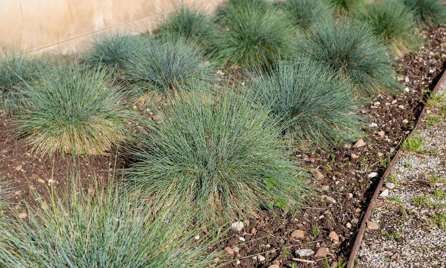 Blauschwingel Festuca glauca ‚Azurit‘, Ziergras von Stauden Gänge, mit bläulichem, buschigem Laub im Garten.