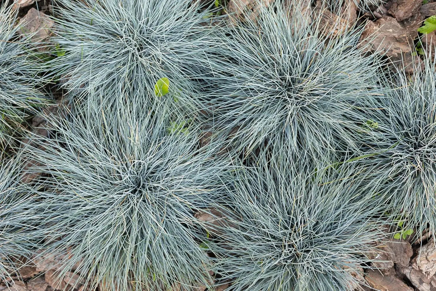 Blauschwingel Festuca glauca ‚Azurit‘, Ziergras mit bläulichem Laub, im Garten, gepflegt, Stauden Gänge