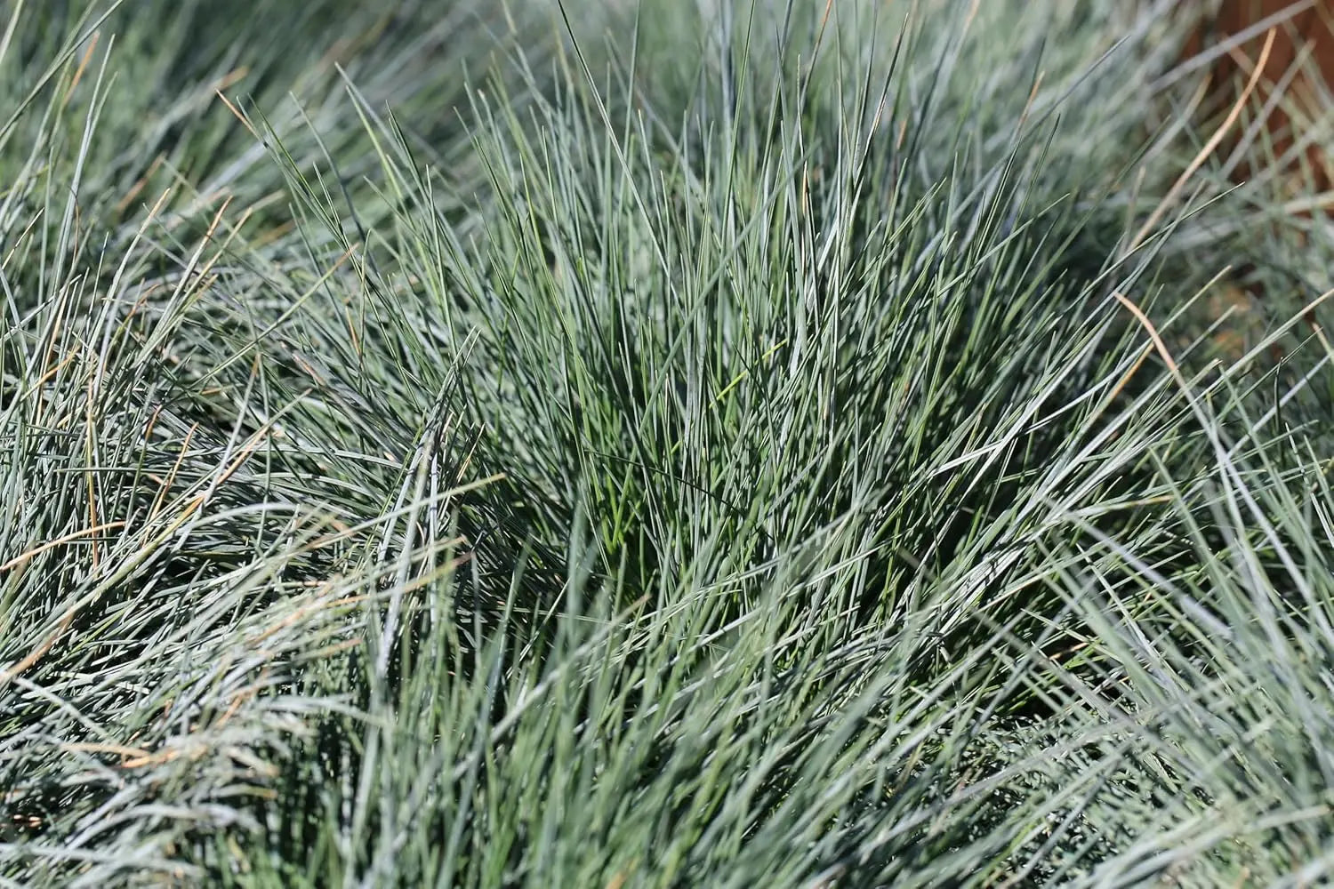 Ziergras Festuca glauca ‚Azurit‘, bläulich-silbriges Laub, im Garten bei Stauden Gänge, Nahaufnahme