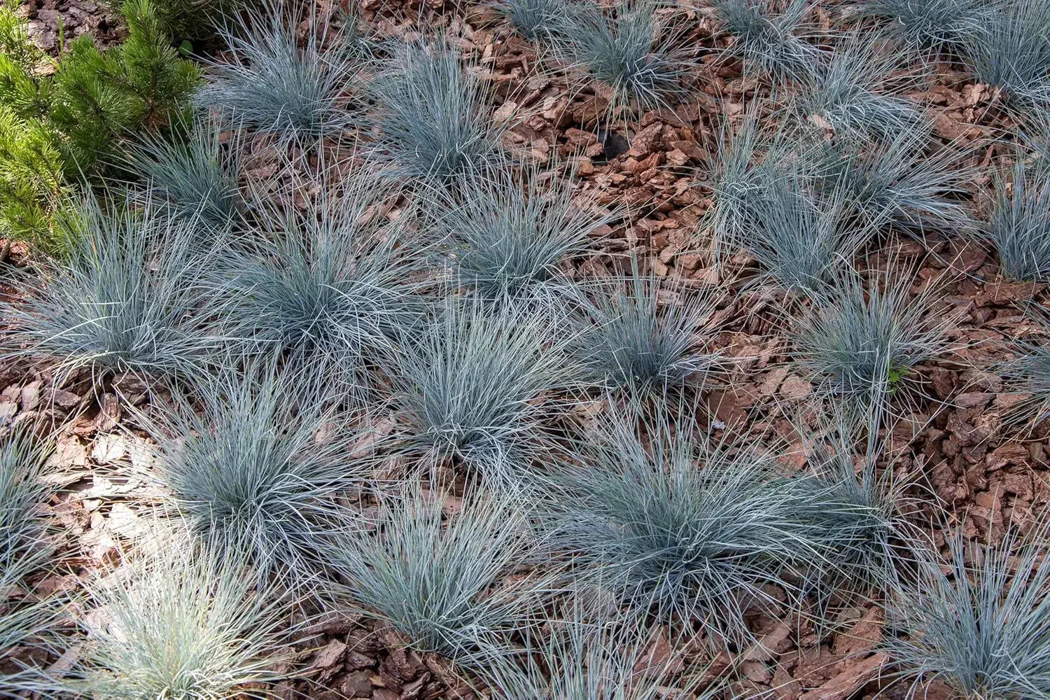 Blauschwingel Festuca glauca ‚Azurit‘, Ziergras von Stauden Gänge mit bläulichen, dichten Halmen, ideal für Garten- und Landschaftsgestaltung