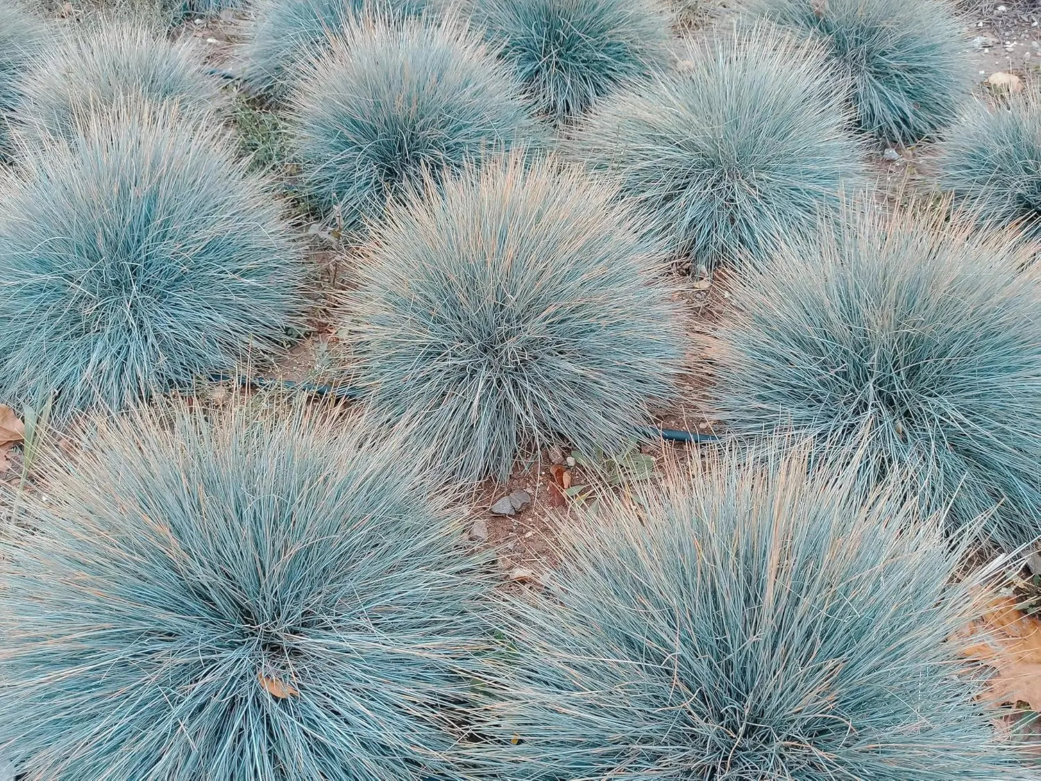 Blauschwingel Festuca glauca 'Elijah Blue' als Ziergras, grüne und blaue Blätter, in einem Gartenbeet.