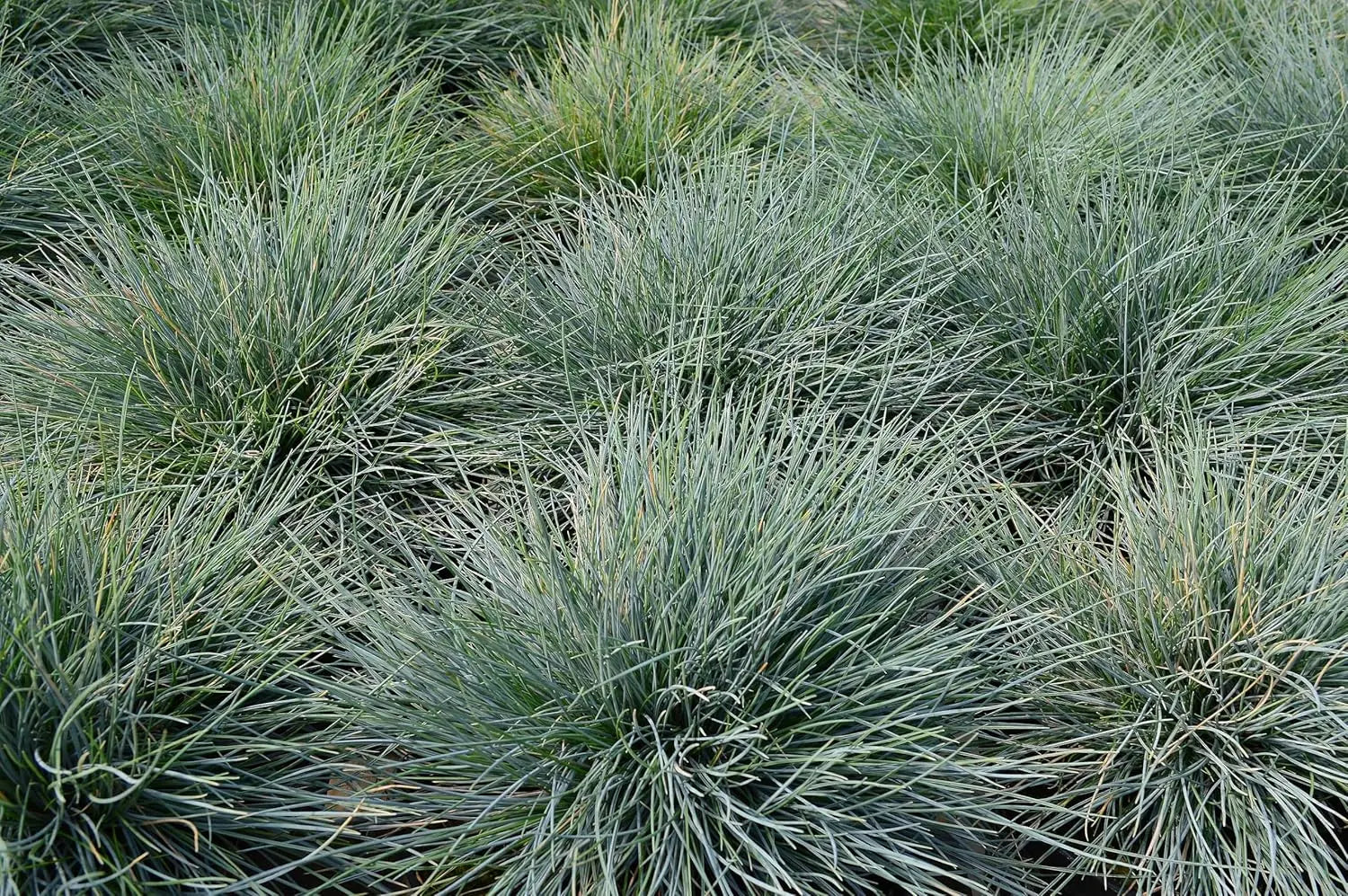 Ziergras Festuca glauca 'Elijah Blue' mit silbrig-blauen Blättern, Stauden Gänge, Nahaufnahme.