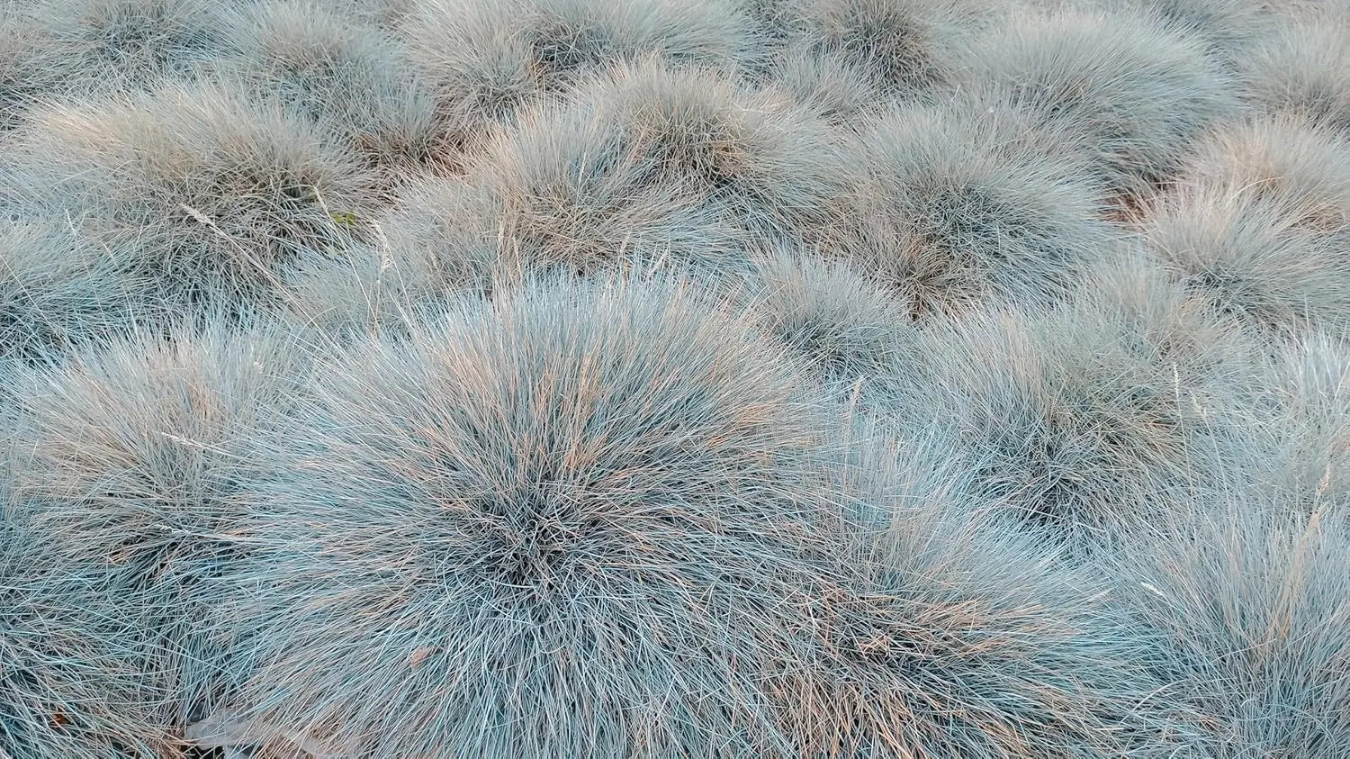 Blauschwingel Festuca glauca 'Elijah Blue' als Ziergras, grüne bis bläuliche Blätter, von Stauden Gänge.