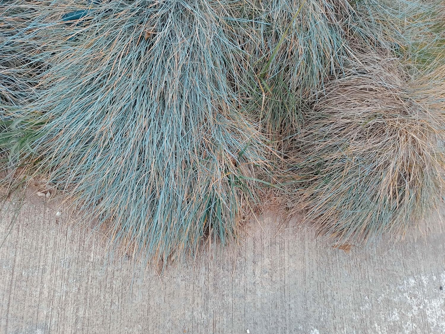 Blauschwingel Festuca glauca 'Elijah Blue' als Ziergras, grüne bis blaue, dichte Grasbüschel, im Garten.