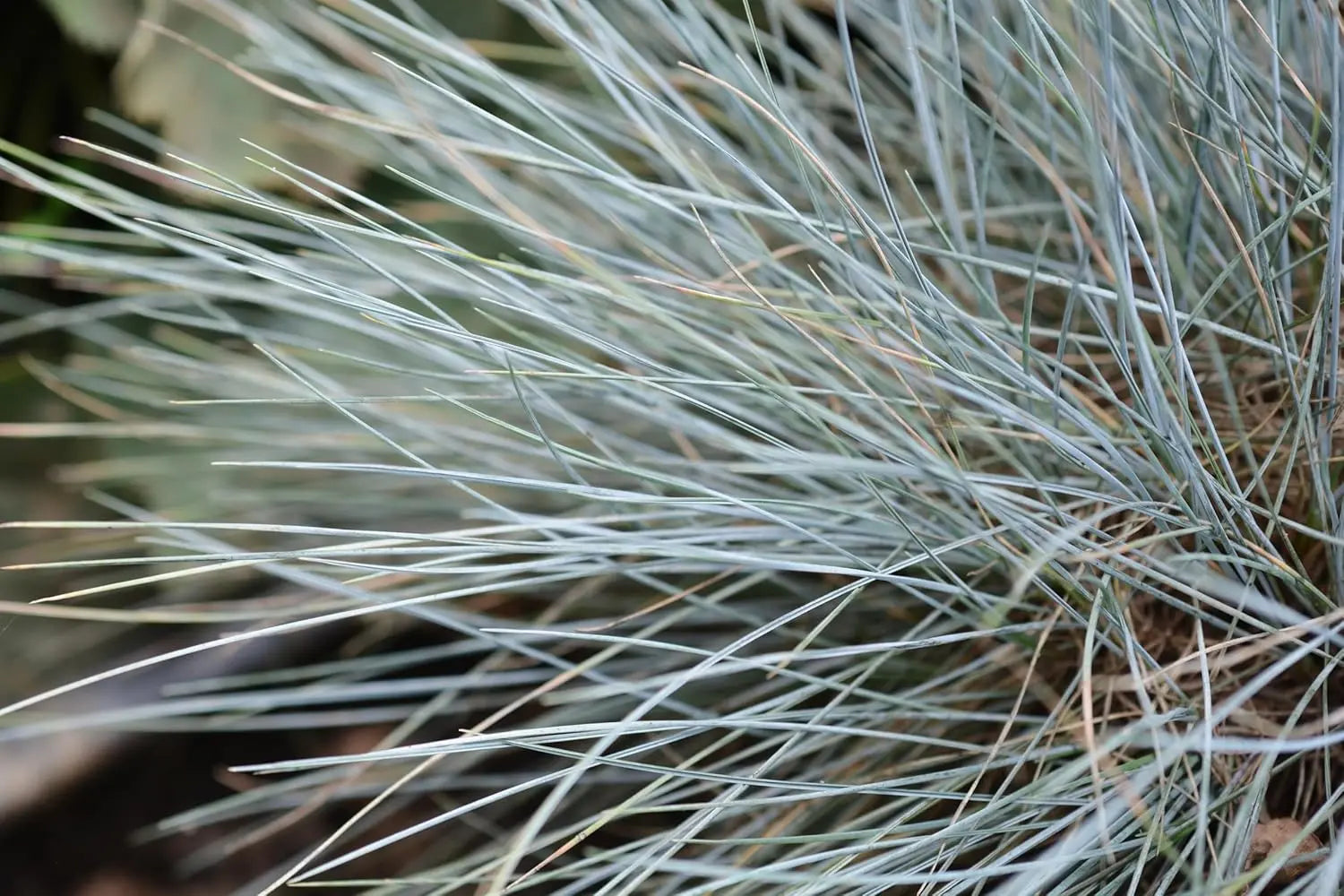 Blauschwingel Festuca glauca 'Elijah Blue' als Ziergras, grüne bis blaue dichte Grasbüschel, im Garten.