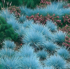 Blauschwingel Festuca glauca 'Festina', Ziergras von Stauden Gänge, mit blauen, dichten, filzigen Grashalmen.