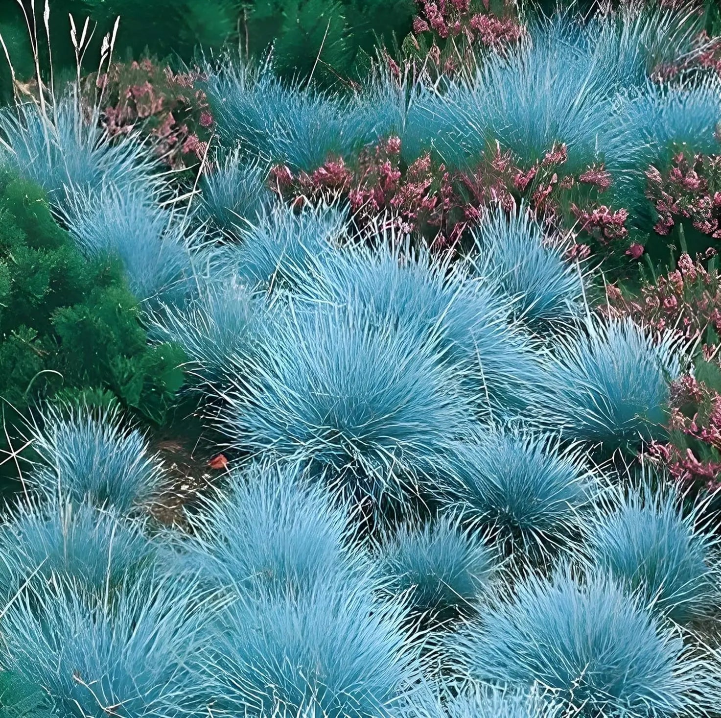 Blauschwingel Festuca glauca 'Festina', Ziergras von Stauden Gänge, mit blauen, dichten, filzigen Grashalmen.