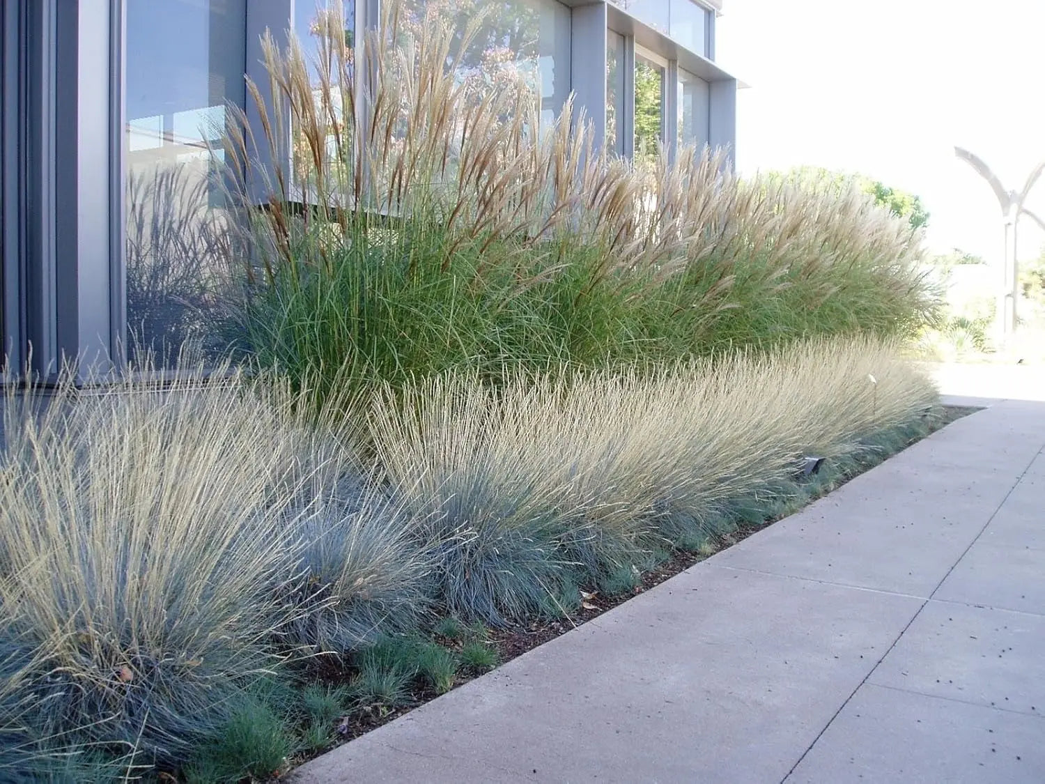Blauschwingel Festuca glauca 'Festina', zierliches graublaues Gras, wächst als Ziergras, Stauden Gänge, in natürlicher Gartenszene