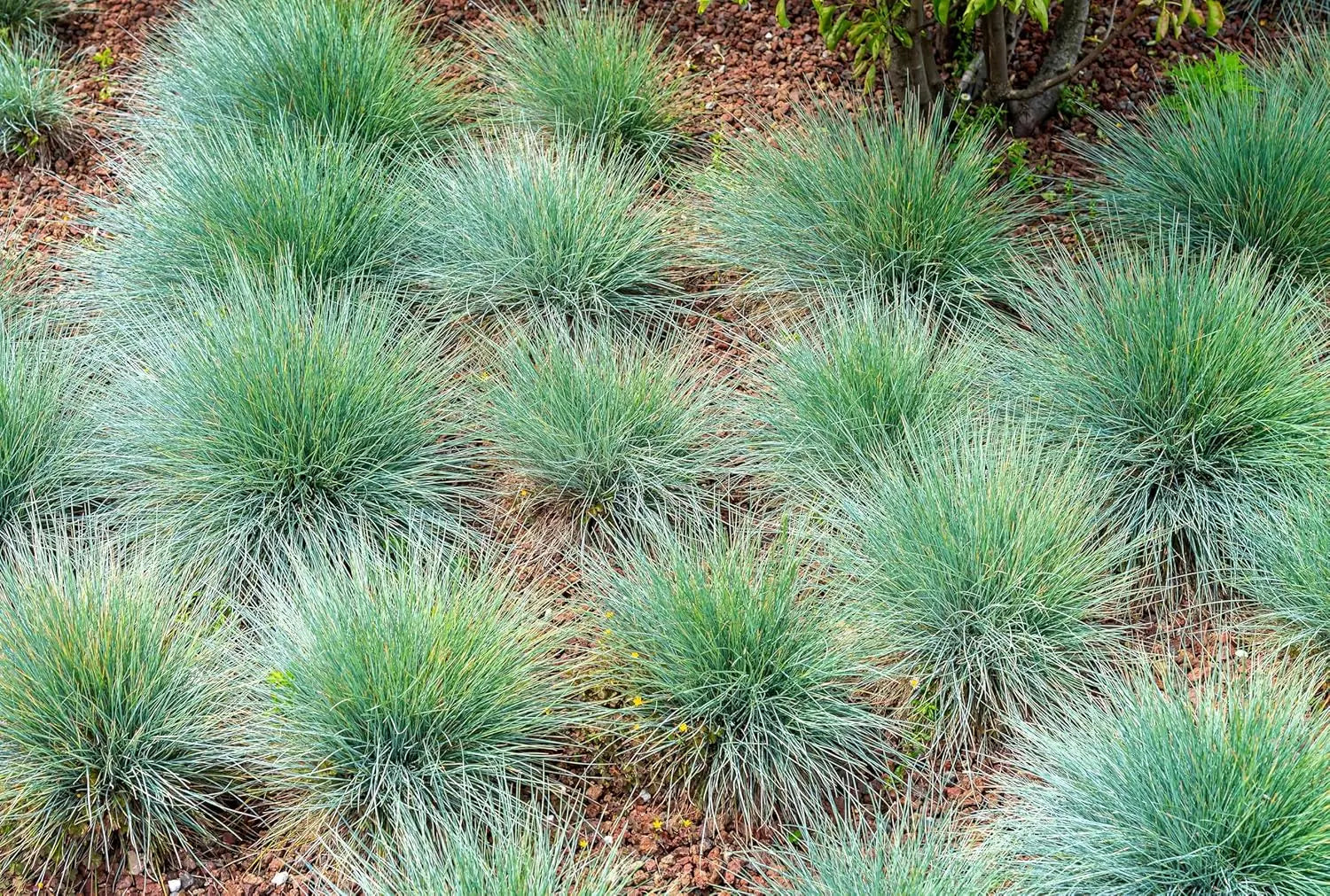Blauschwingel Festuca glauca 'Festina' als Ziergras von Stauden Gänge, mit blauen, schmalen Grashalmen im Garten.