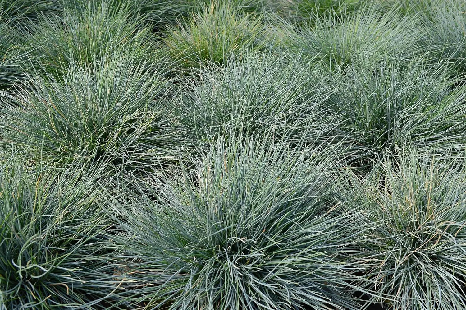 Blauschwingel Festuca glauca 'Festina' als Ziergras, natürliche Pflanze mit blauen, filigranen Blättern, Stauden Gänge.