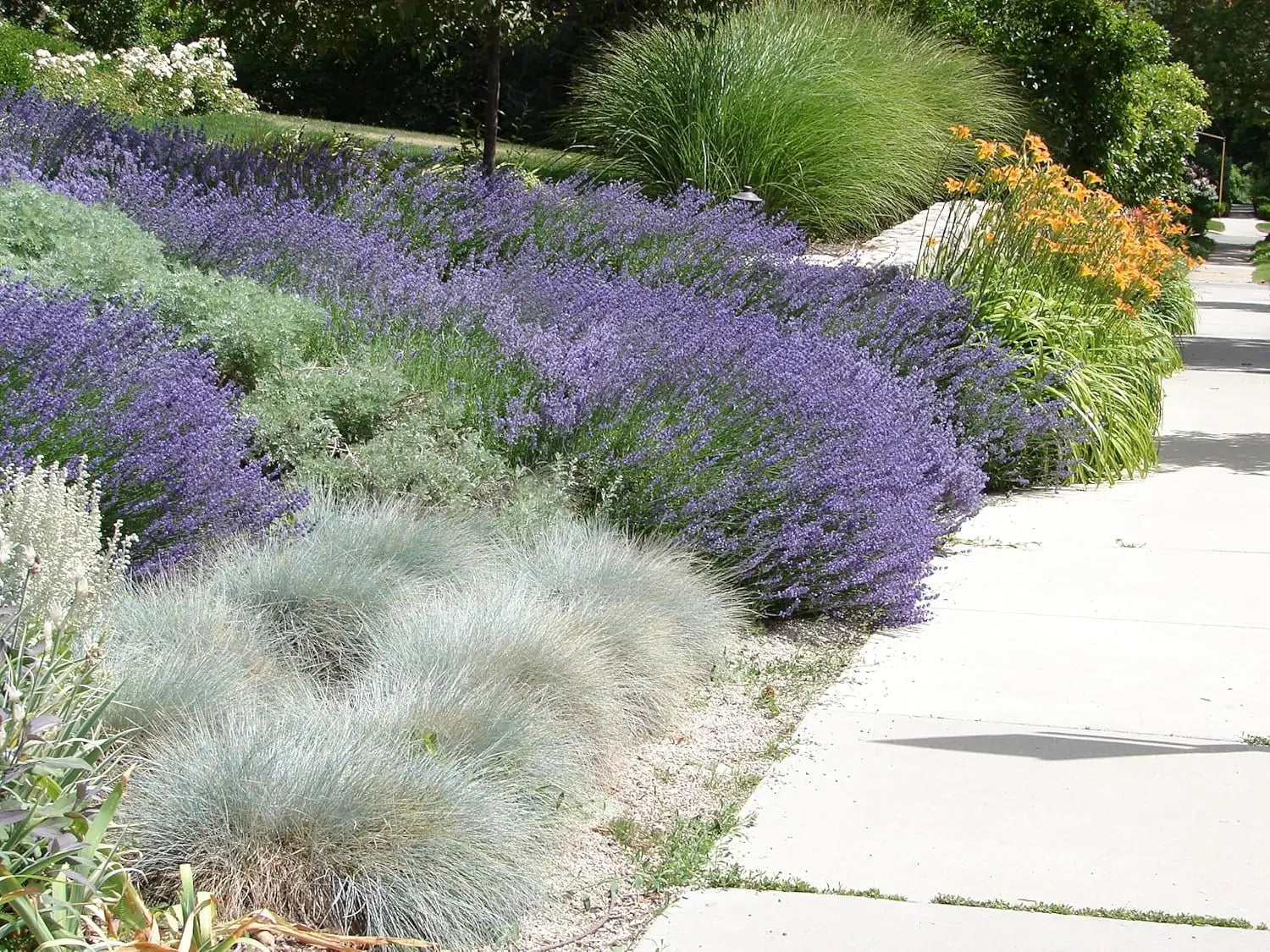 Blauschwingel Festuca glauca 'Festina' als Ziergras, grünes Blattwerk mit bläulichem Schimmer, von Stauden Gänge.