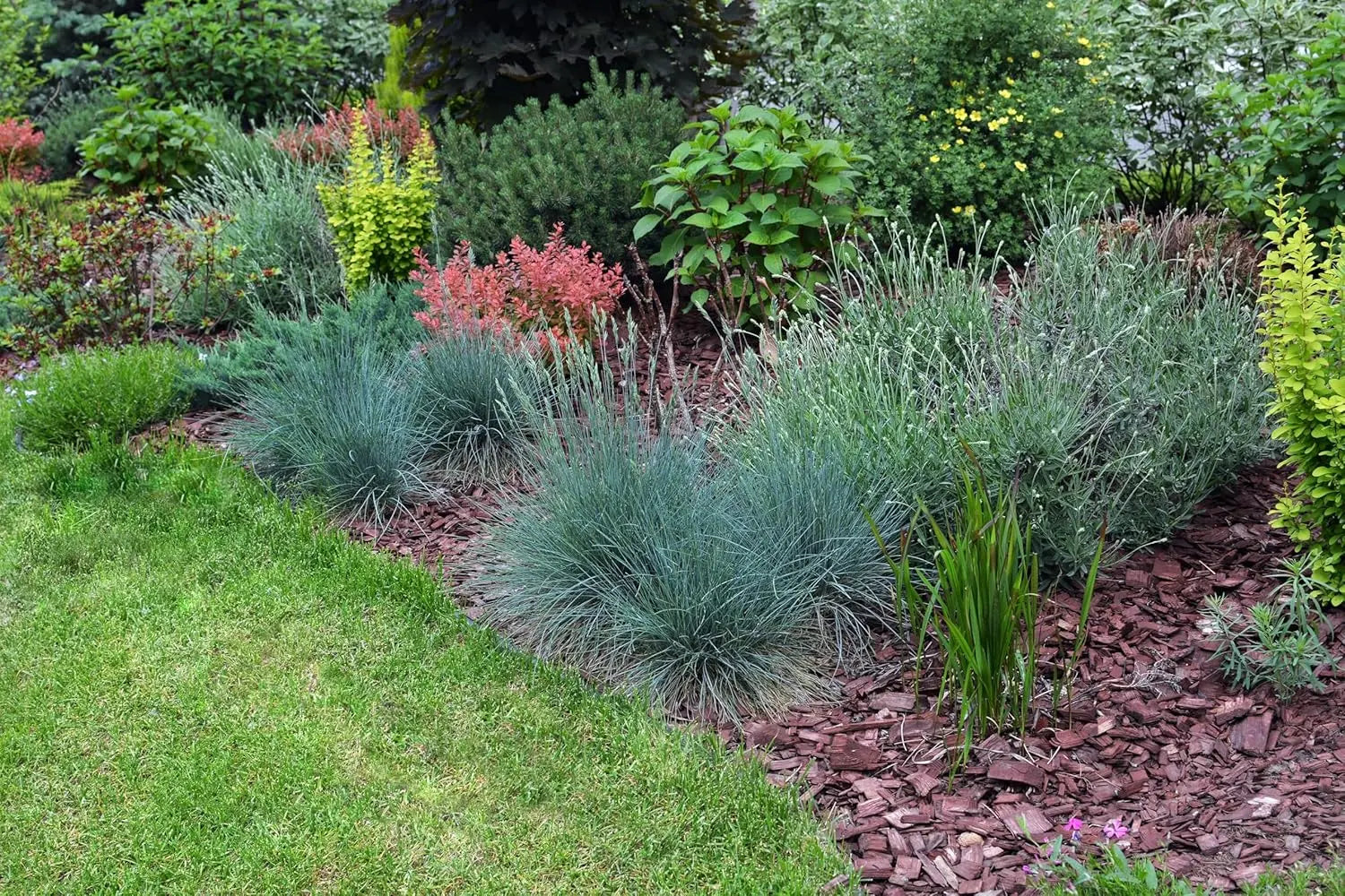 Blauschwingel Festuca glauca 'Festina', Ziergras mit blauen, feinen Halmen, Stauden Gänge, dekoratives Gartenpflanzenbild