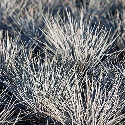 Blauschwingel Festuca glauca 'Zwergenkönig' als Ziergras von Stauden Gänge, mit bläulichem, kompaktem Laub im Garten.