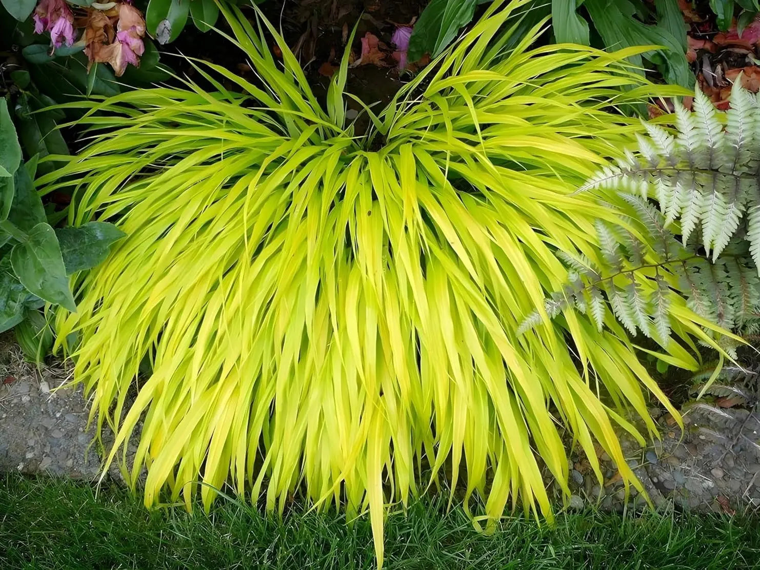 Goldenes Hakonechloa macra 'All Gold' Ziergras von Stauden Gänge mit üppigen, goldgelben Blättern und buschigem Wuchs.