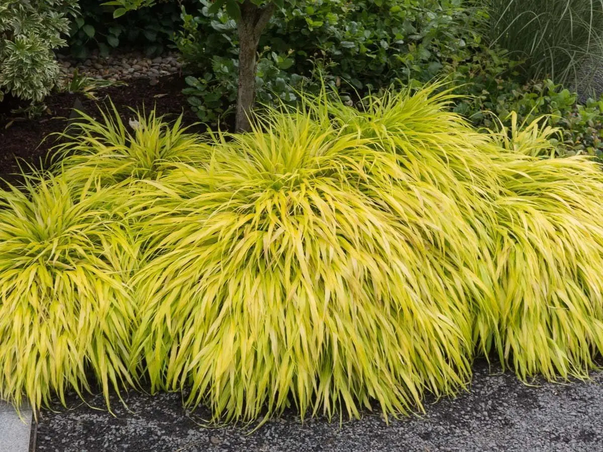 Ziergras Hakonechloa macra 'All Gold' mit goldgelben Blättern, Stauden Gänge, Japanisches Goldberggras, dekorative Pflanze