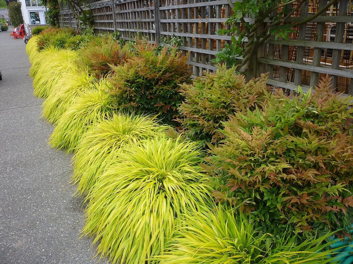 Ziergras Hakonechloa macra 'All Gold' mit goldgelben Blättern, im Garten gepflanzt, bei Stauden Gänge.