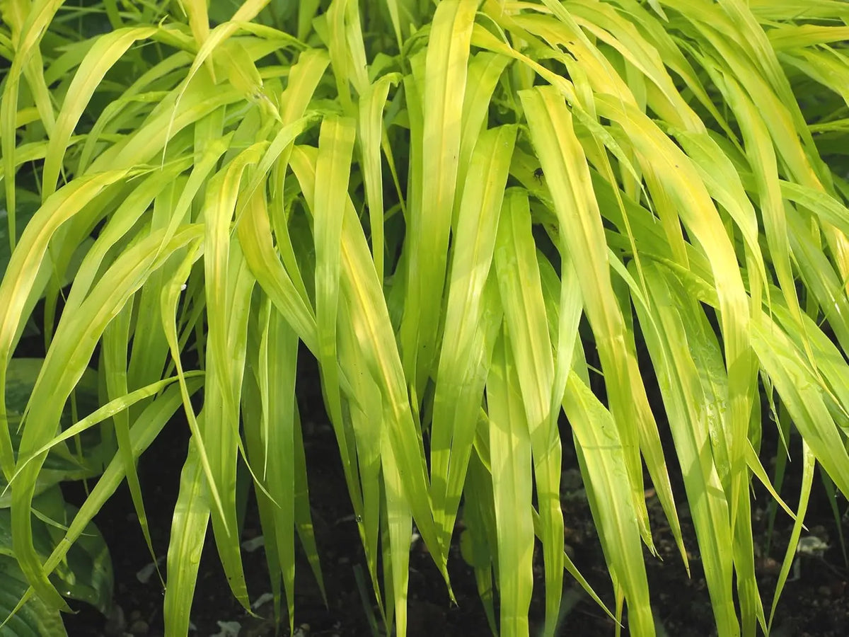 Ziergras Hakonechloa macra 'All Gold' von Stauden Gänge, goldenes Japanisches Berggras mit flachen, hängenden Blättern.