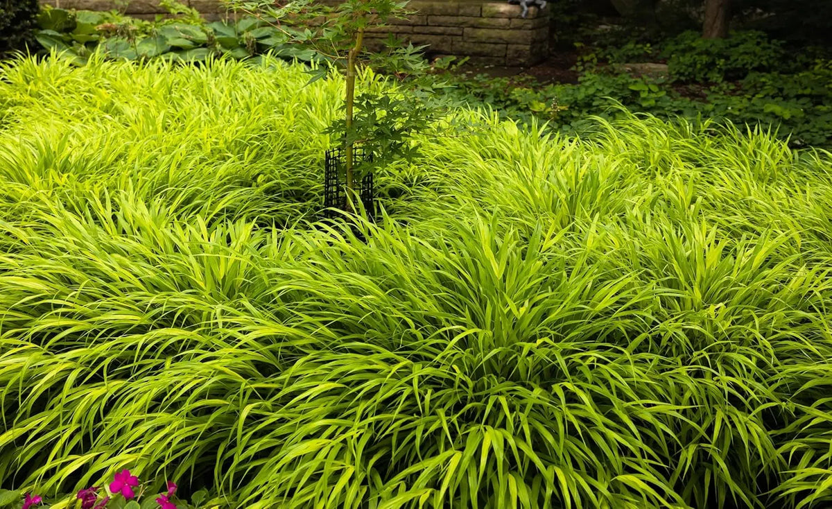 Ziergras Hakonechloa macra 'All Gold' mit goldgelben Blättern, Stauden Gänge, dekoratives Japanisches Gold Berggras im Garten.
