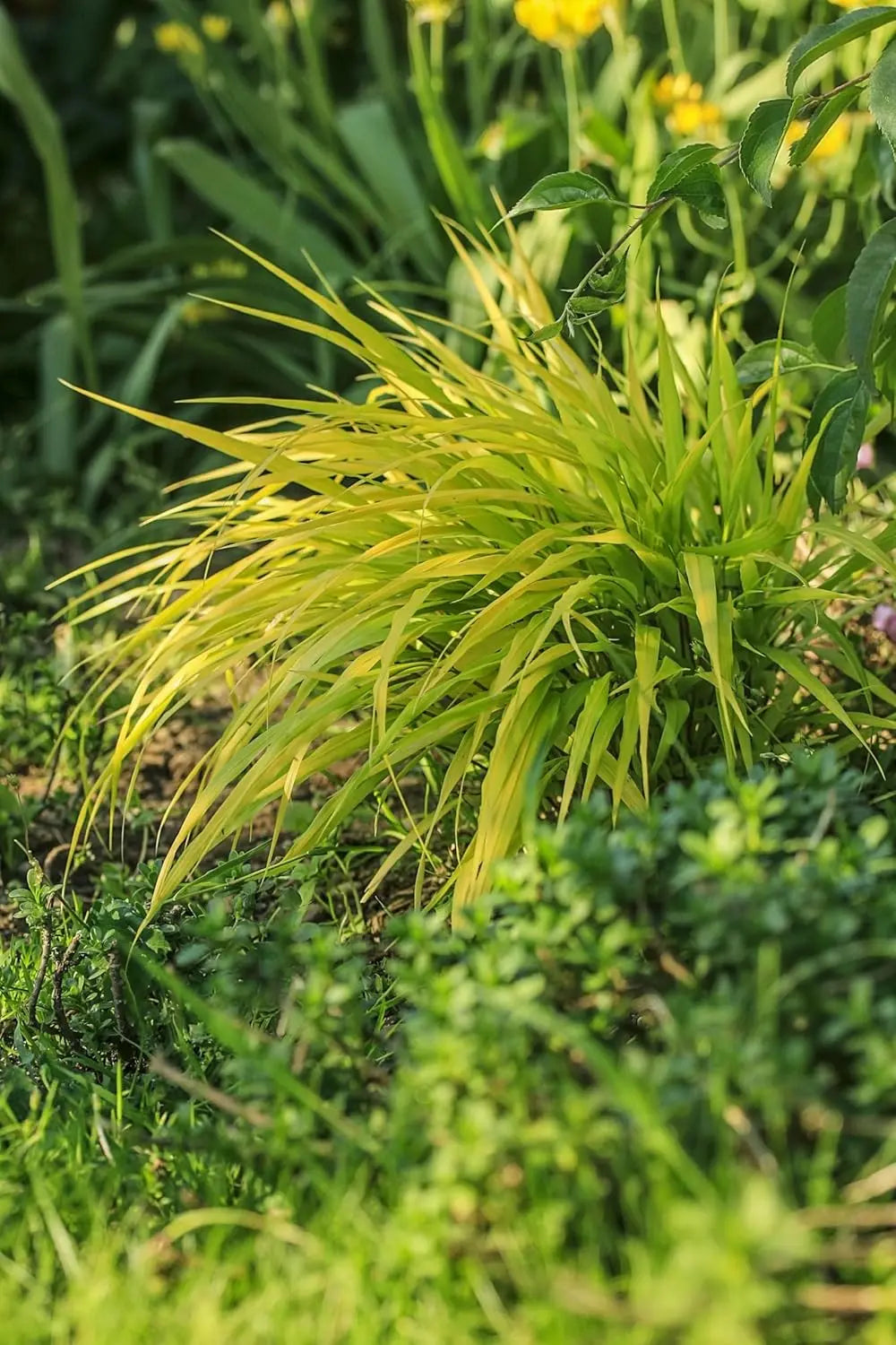 Ziergras Hakonechloa macra 'All Gold' mit goldfarbenen Blättern, wächst in einem Garten, von Stauden Gänge.