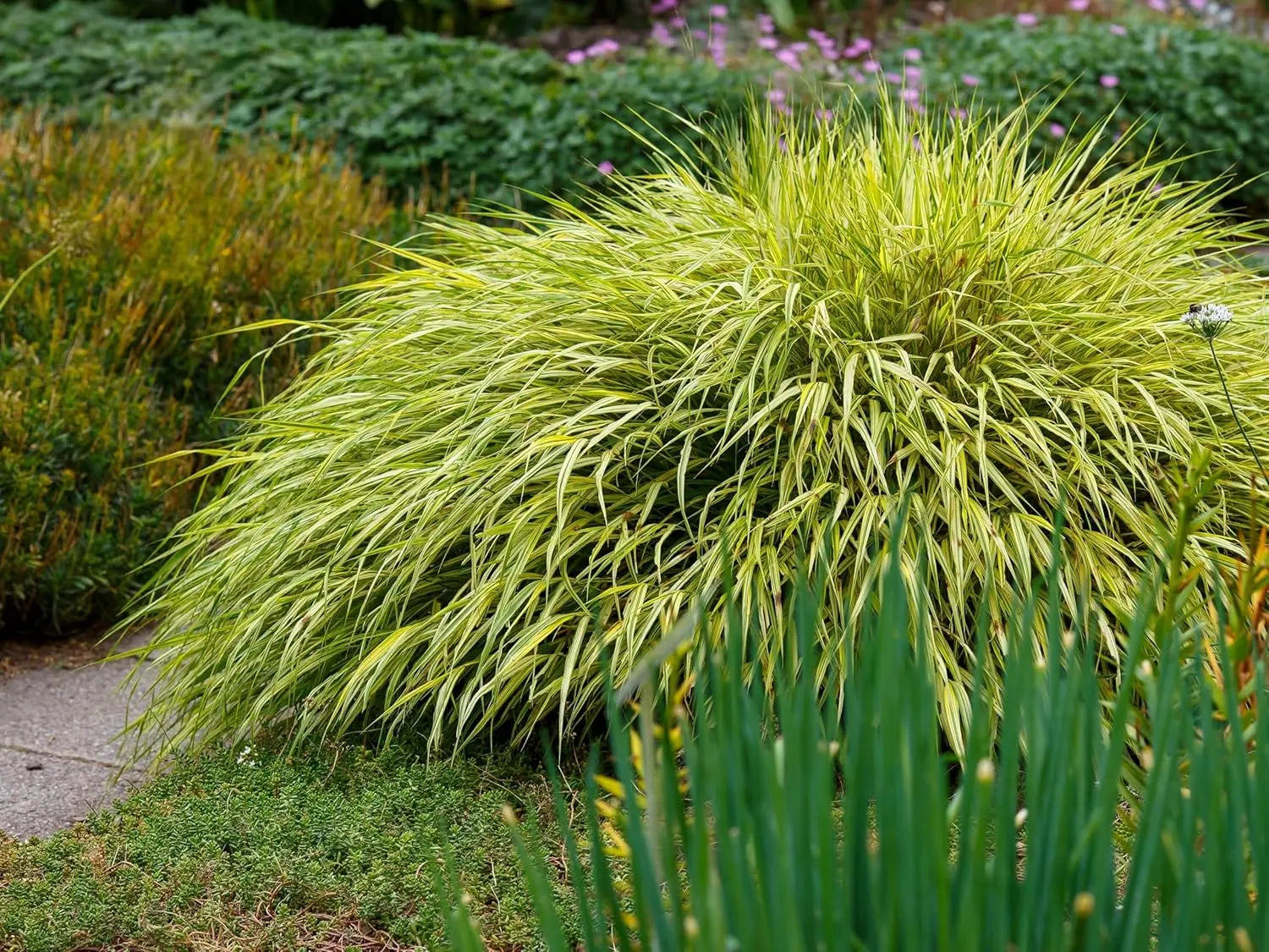 Japanisches Gold Berggras Hakonechloa macra 'Aureola', Ziergras mit goldgelben Blättern, im Gartenboden bei Stauden Gänge.