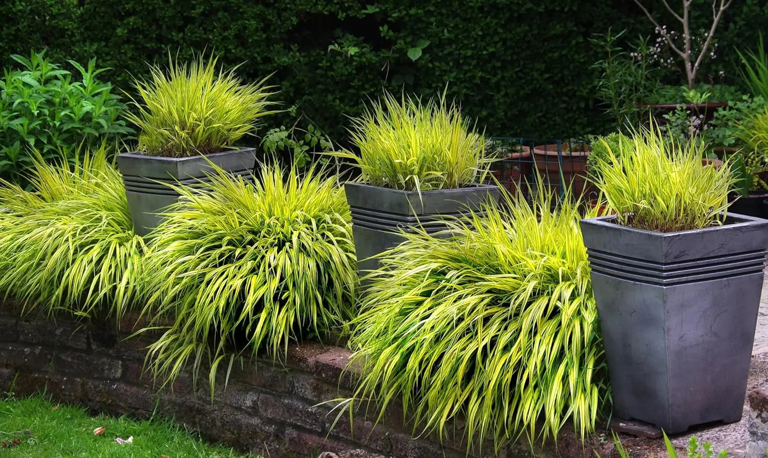 Japanisches Gold Berggras Hakonechloa macra 'Aureola' als Ziergras, gelbe und grüne Blätter, dekoratives Gartenpflanze