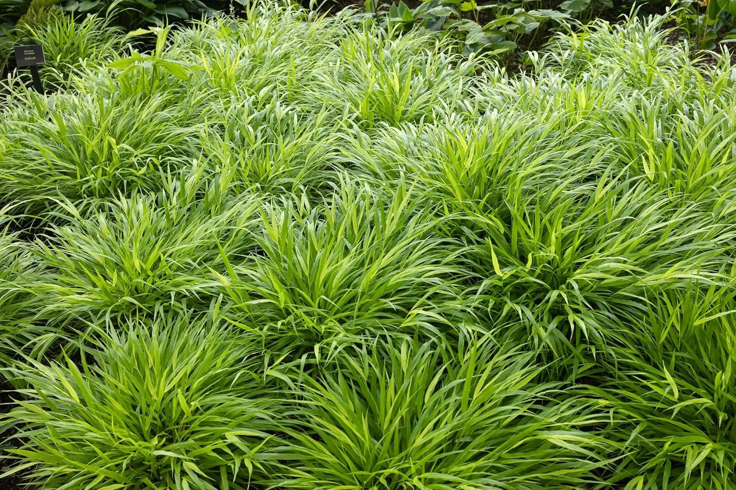 Japanisches Gold Berggras Hakonechloa macra 'Aureola' als Ziergras, grüne und goldene Blätter, dekorativ und elegant.
