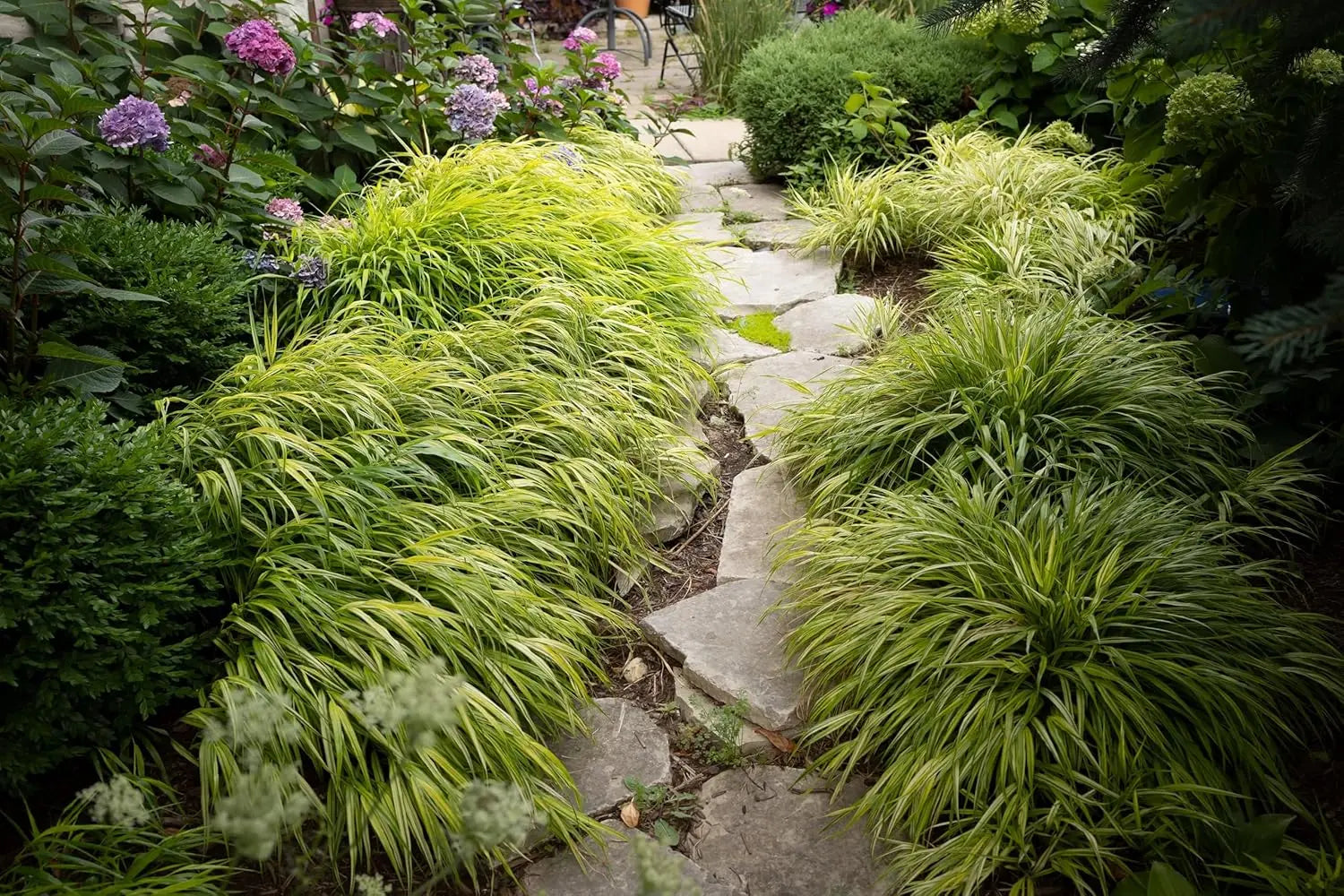 Japanisches Gold-Berggras Hakonechloa macra 'Aureola' als Ziergras mit goldgelben Blättern, im Garten bei Stauden Gänge